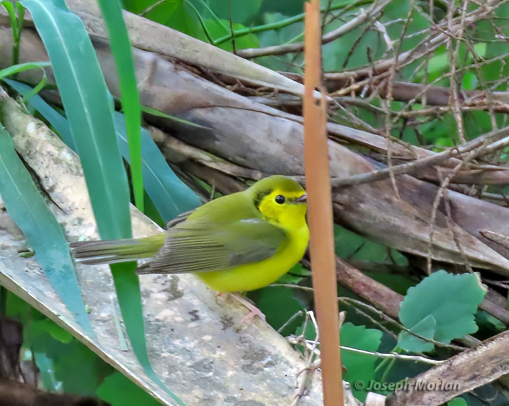 Hooded Warbler - ML566024151