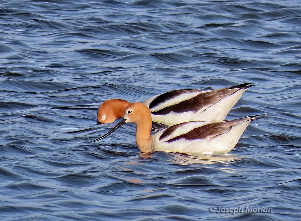 American Avocet - ML566024751