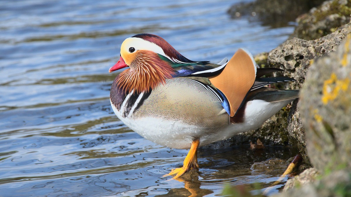 Mandarin Duck - ML566025271