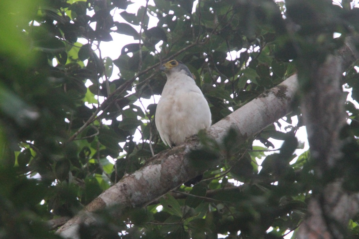 Slaty-backed Forest-Falcon - ML56602611