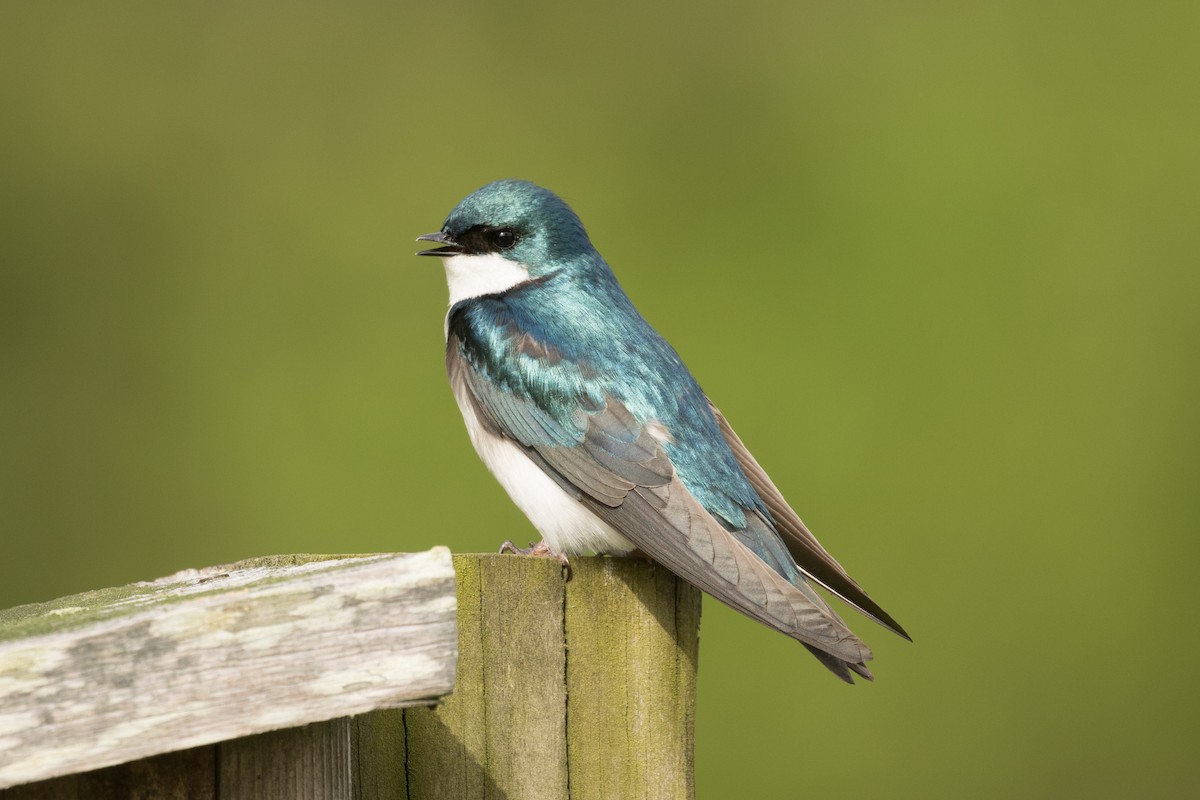 Tree Swallow - Megan Kasprzak