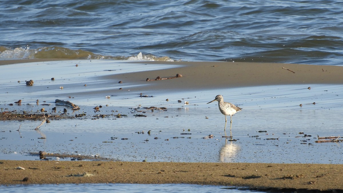 Common Greenshank - Andy  Woodward