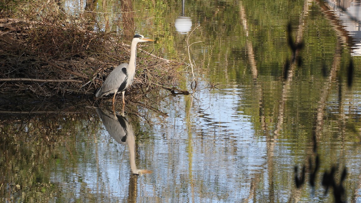 Gray Heron - ML566026541