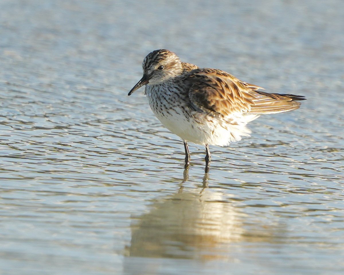 White-rumped Sandpiper - ML566027921