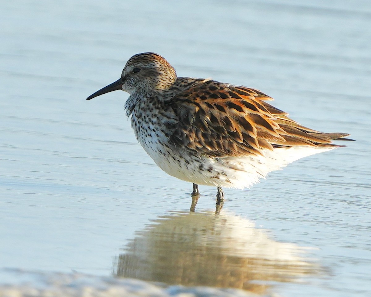 White-rumped Sandpiper - ML566027991