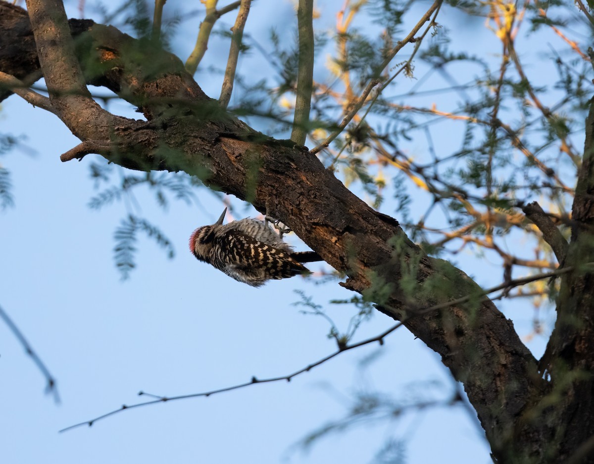 Ladder-backed Woodpecker - ML566028501