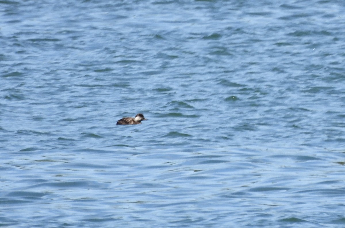 Common Scoter - Nekane Garcia