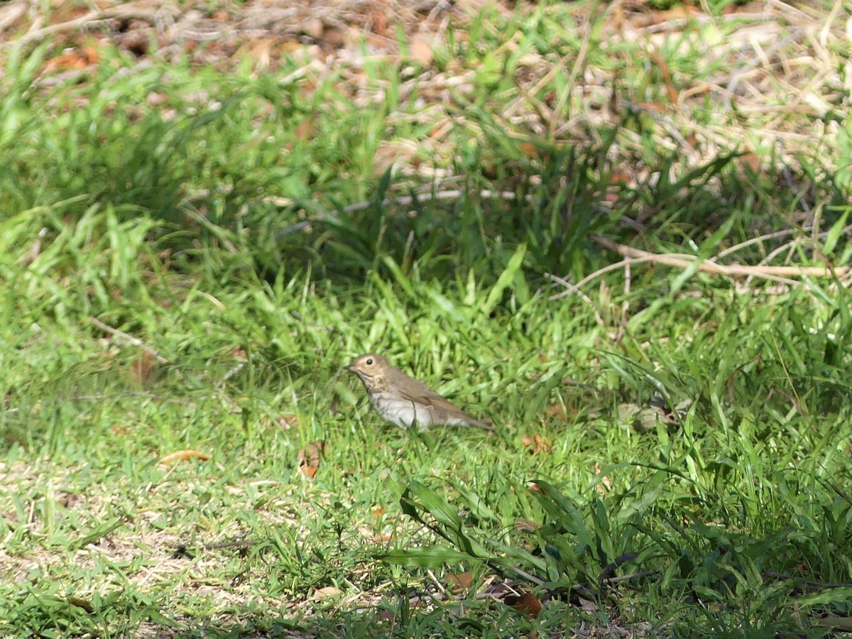 Swainson's Thrush - ML566028761