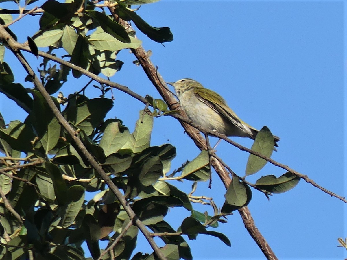 Tennessee Warbler - ML566028821