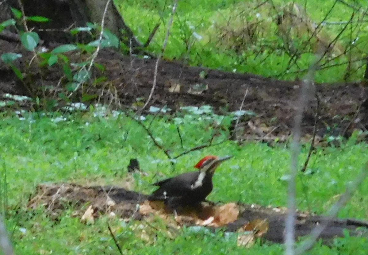 Pileated Woodpecker - ML56602921