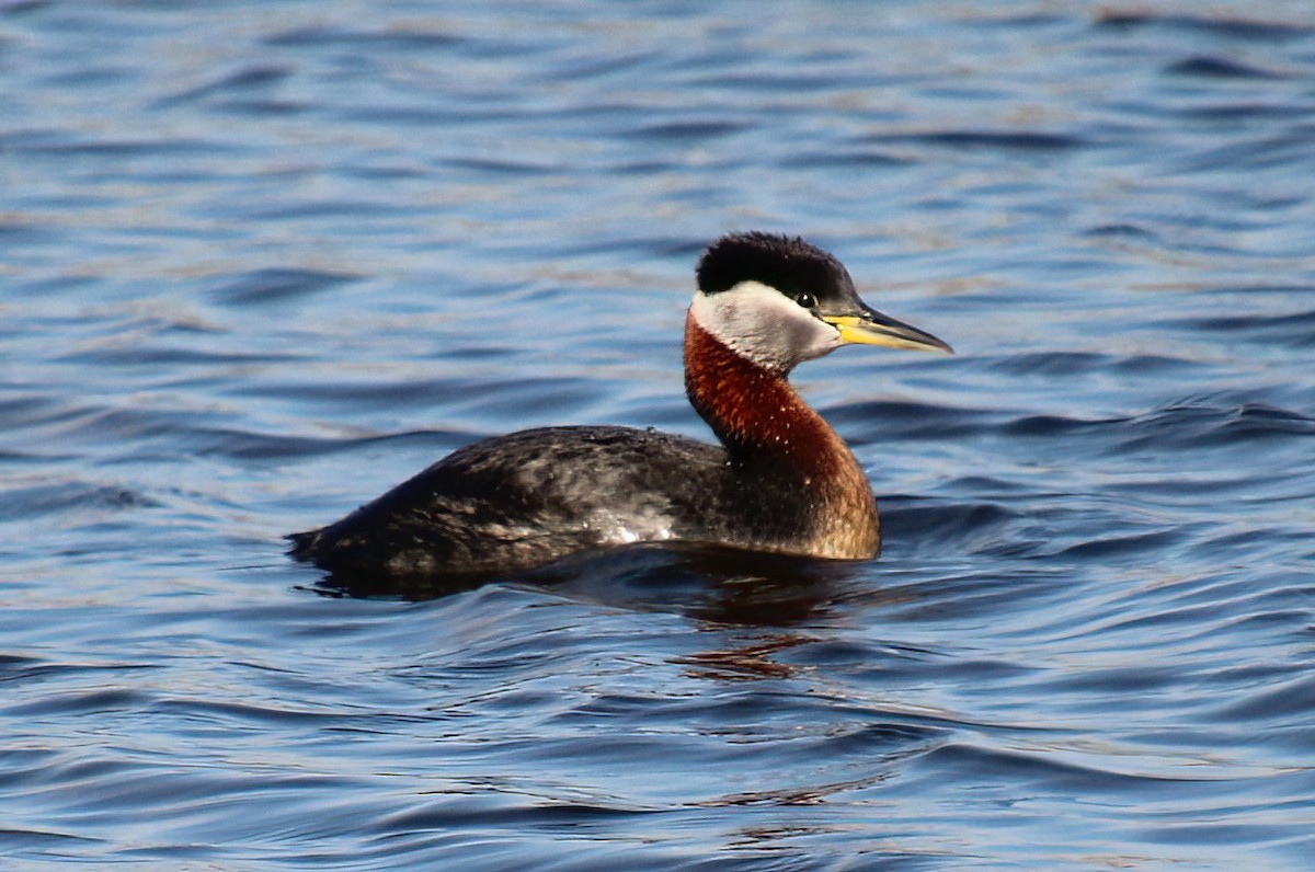 Red-necked Grebe - ML566031311