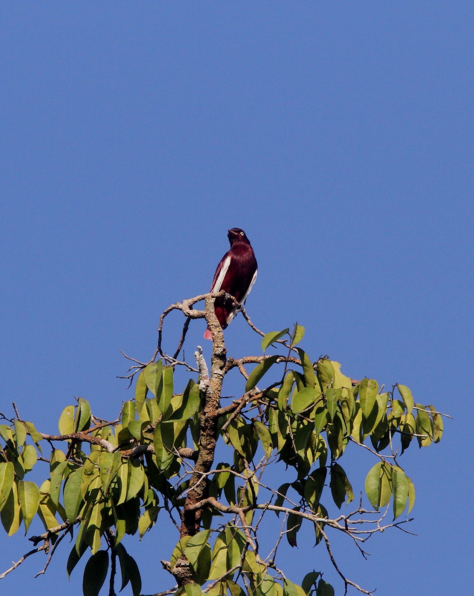 Pompadour Cotinga - ML56603221