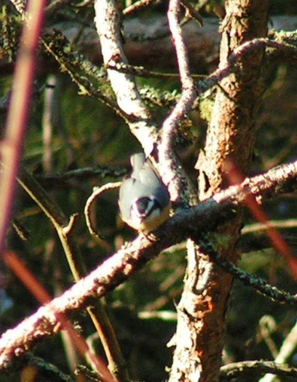 Red-breasted Nuthatch - ML566035311