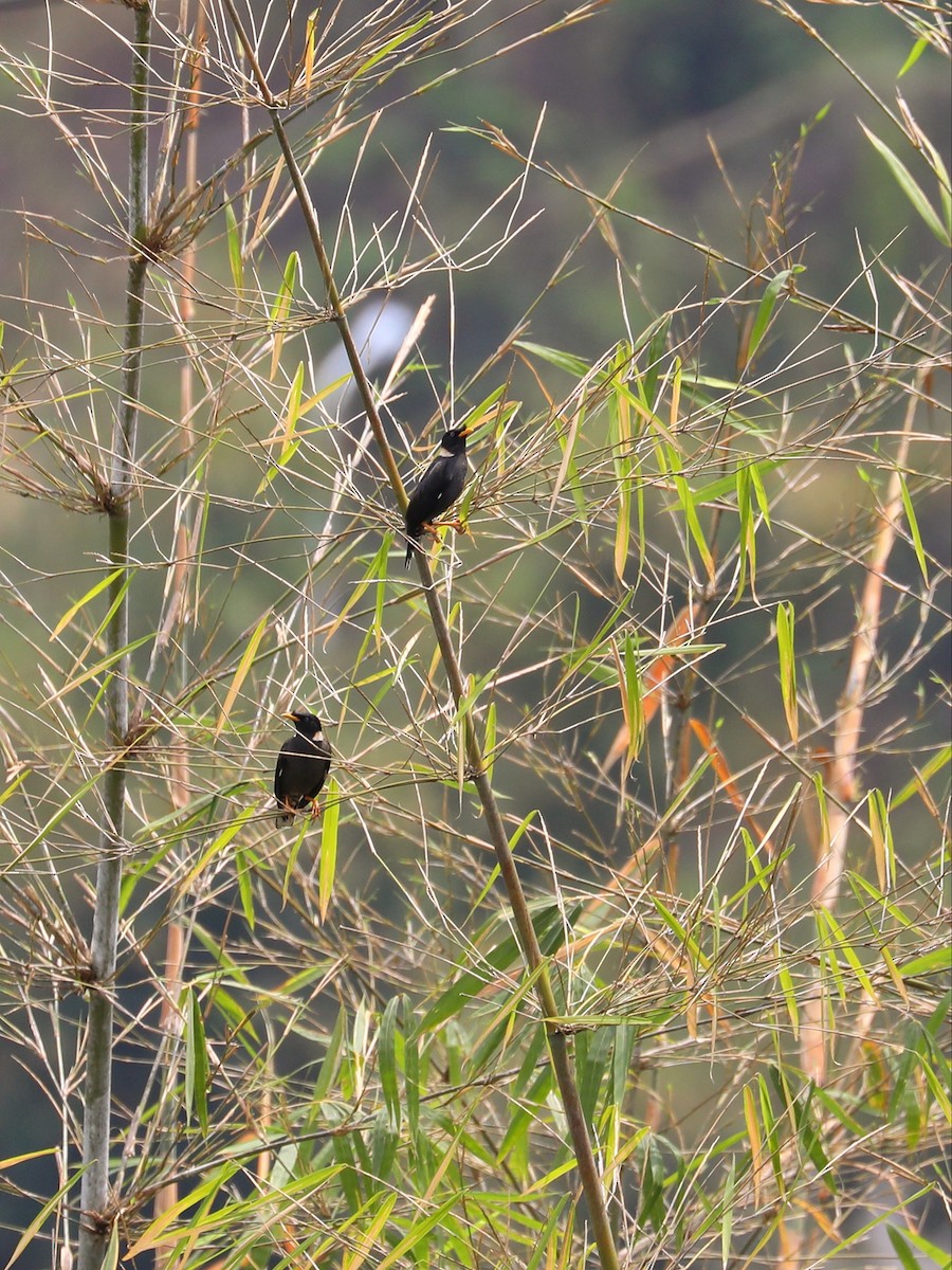 Miná Acollarado - ML566035601