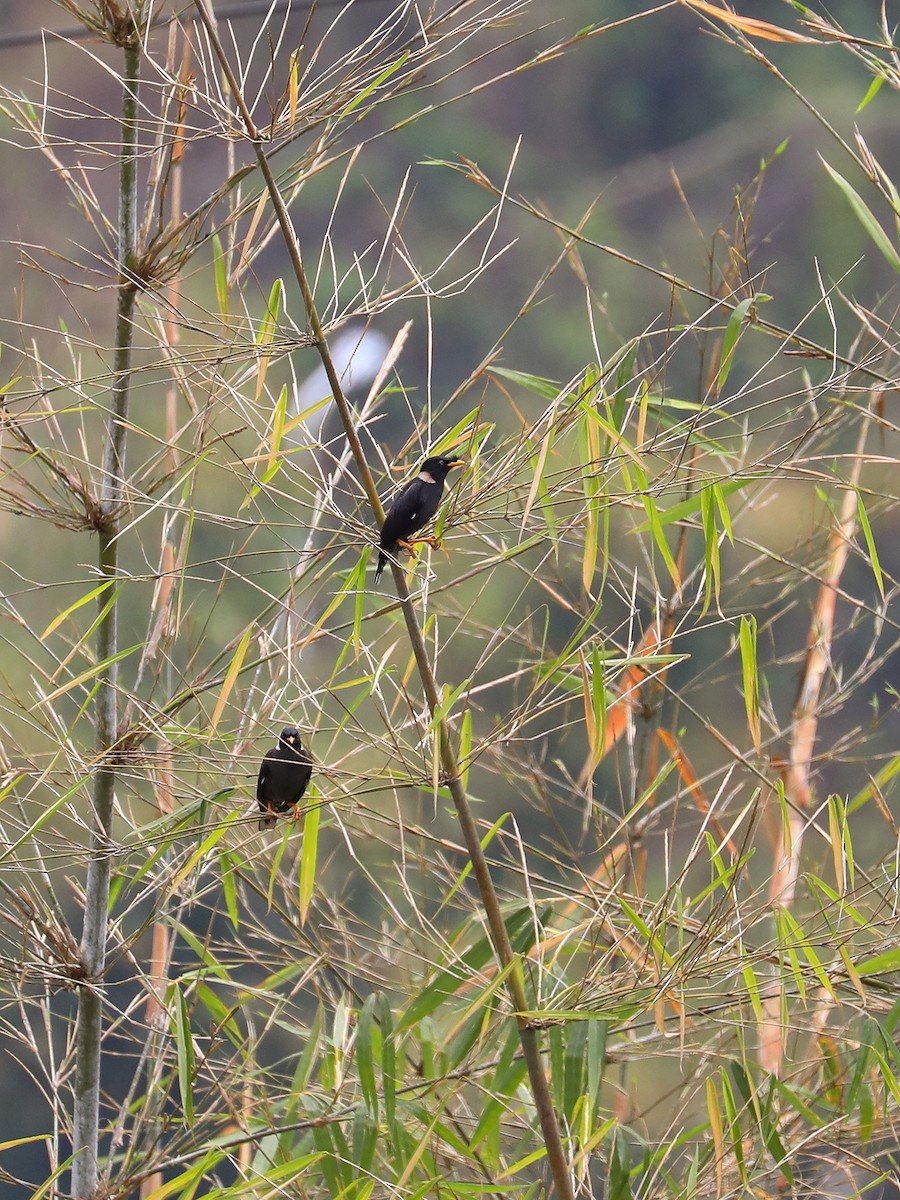 Collared Myna - Matthias Alberti