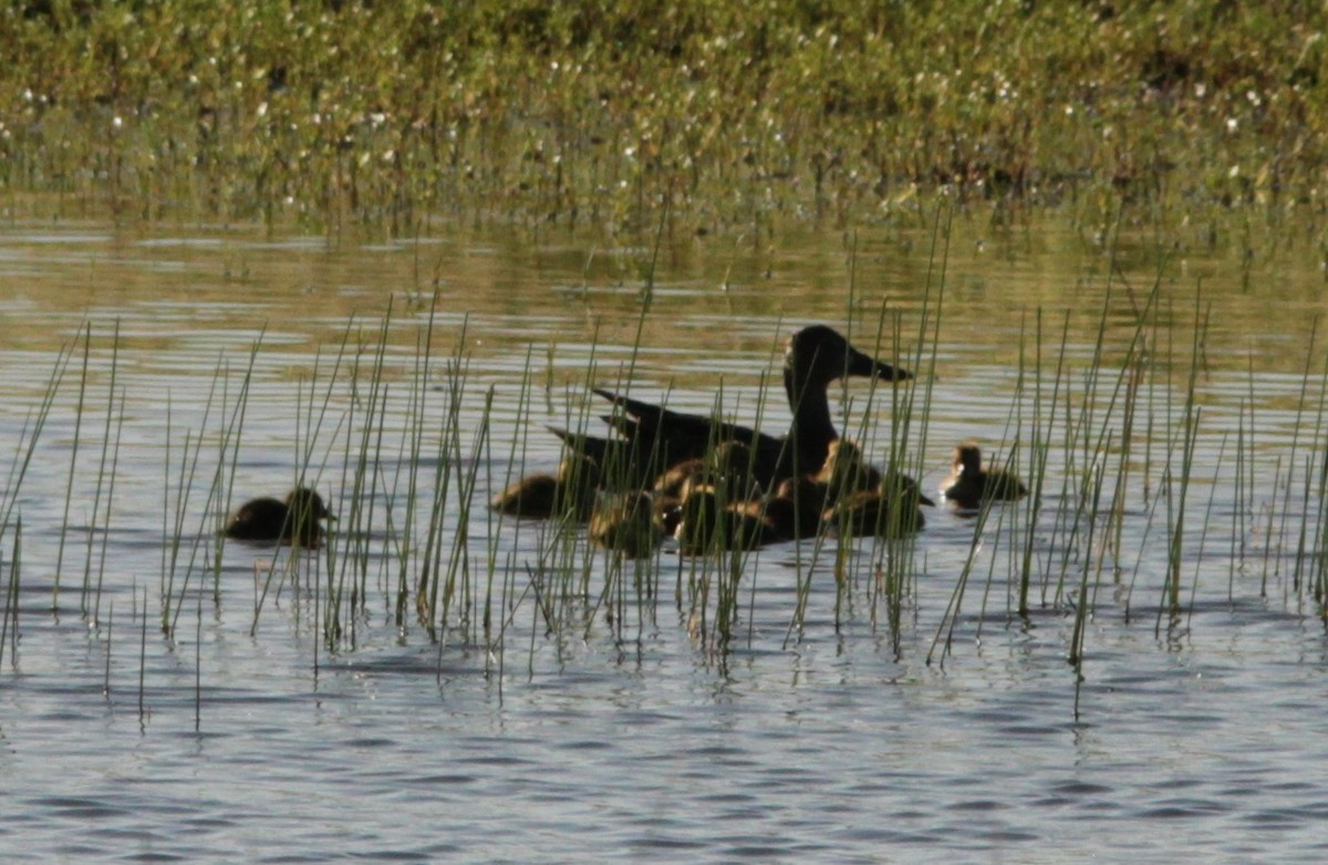 Cinnamon Teal - Michele Swartout