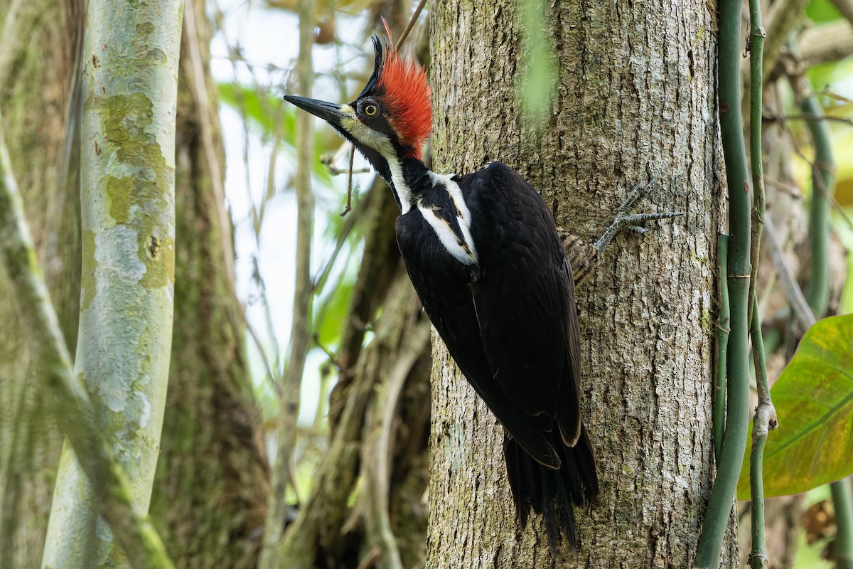 Crimson-crested Woodpecker - ML566036401