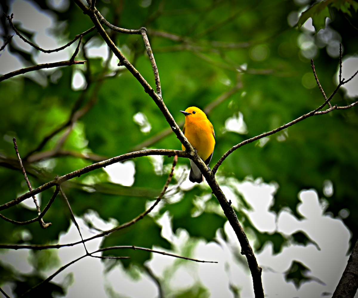 Prothonotary Warbler - ML566036621