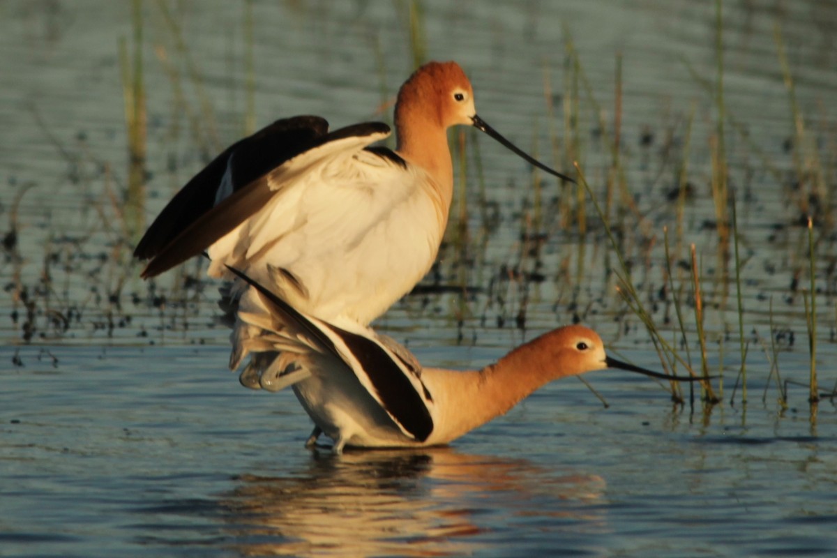 American Avocet - ML56603841