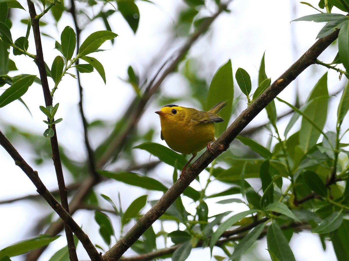 Wilson's Warbler (chryseola) - ML566039071