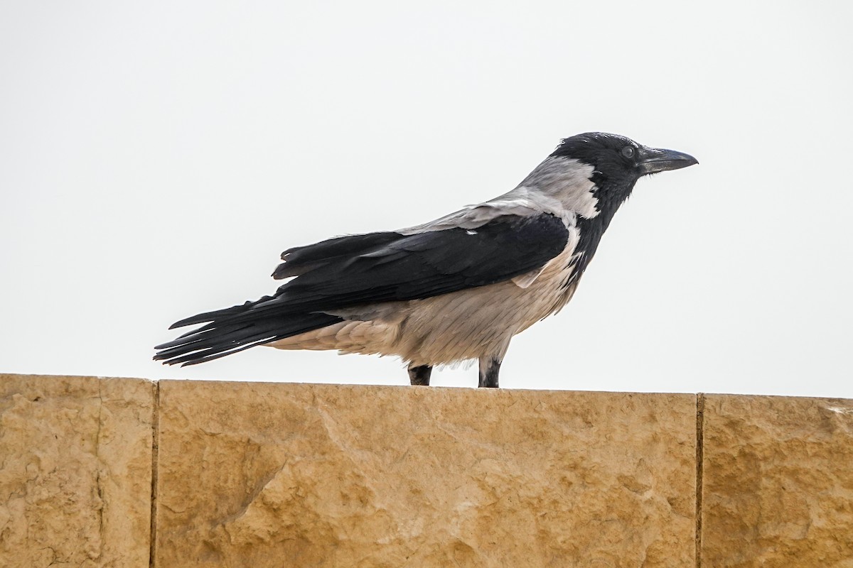 Hooded Crow - ML566039081