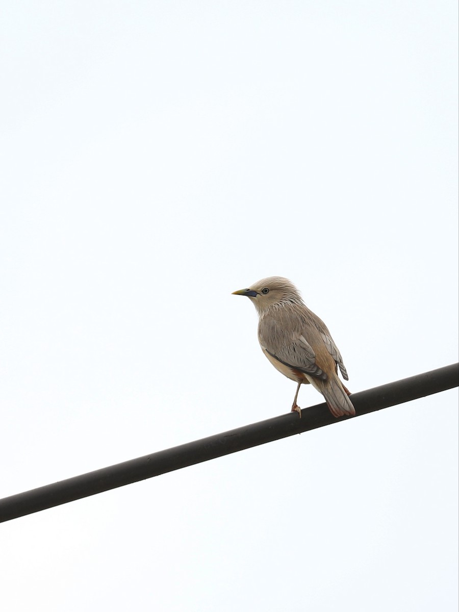Chestnut-tailed Starling - ML566039441