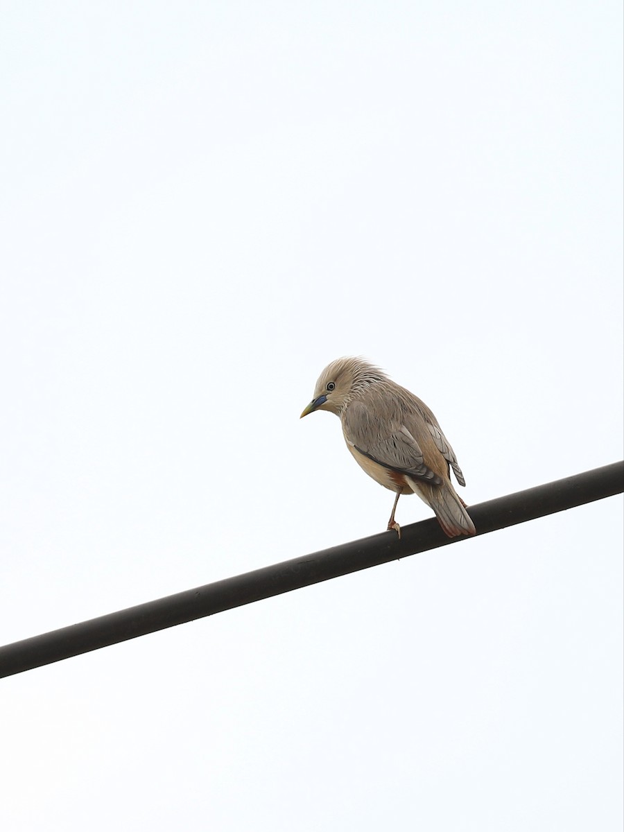 Chestnut-tailed Starling - ML566039461