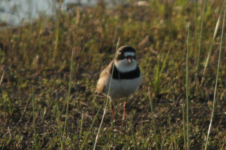 Semipalmated Plover - Michele Swartout