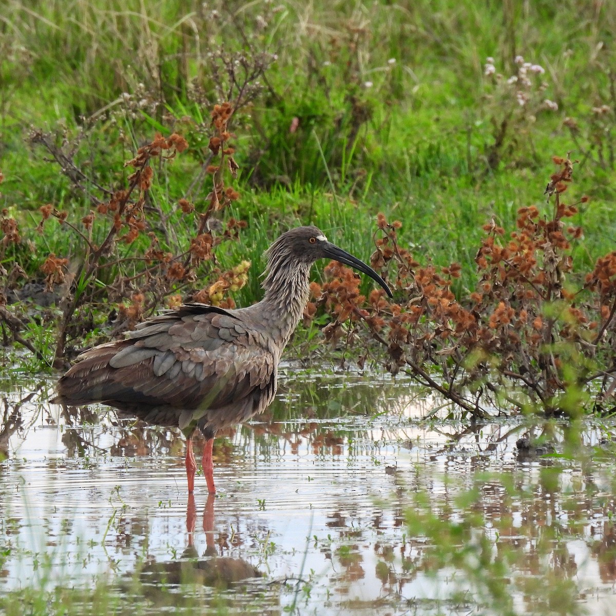 Plumbeous Ibis - ML566040251