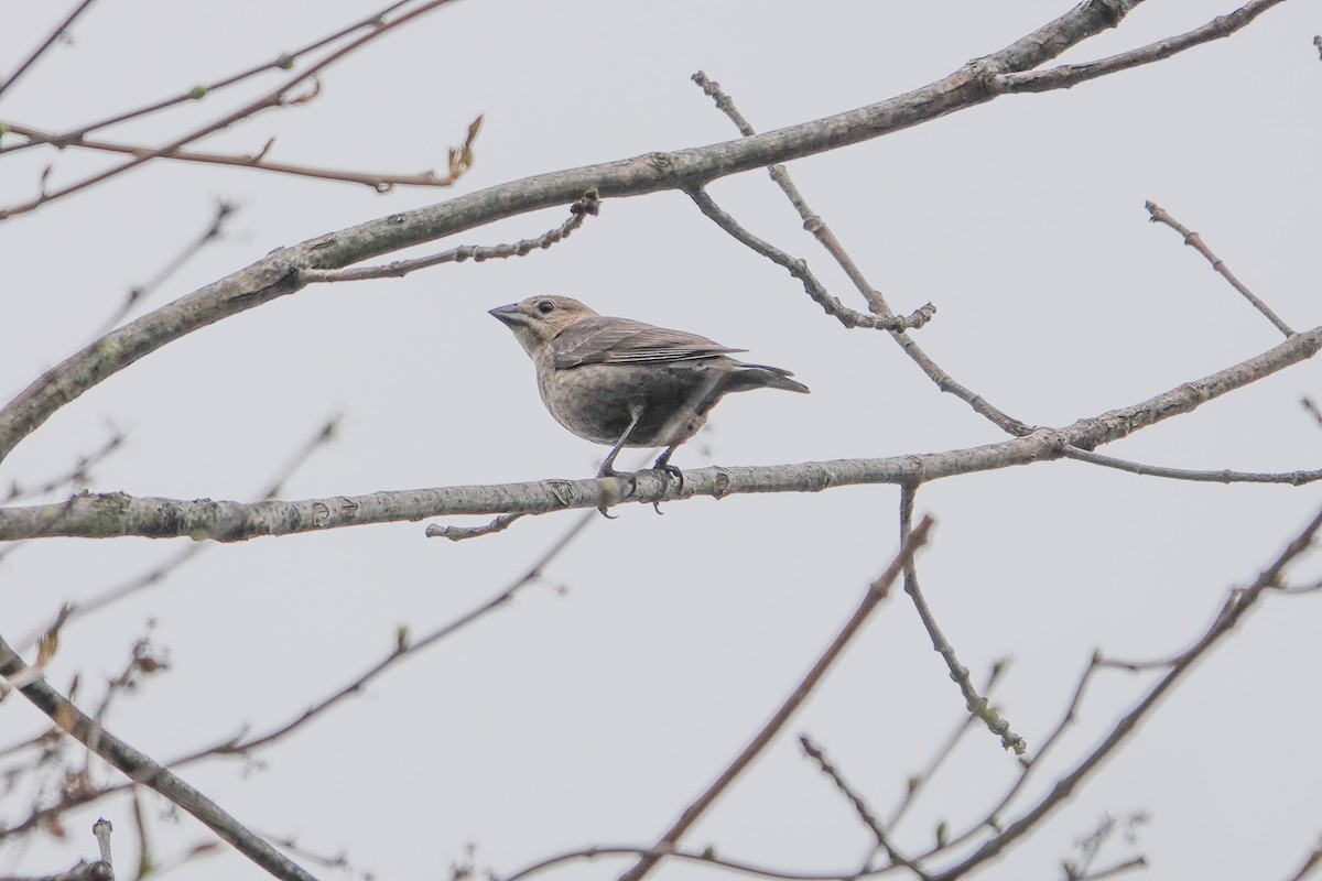 Brown-headed Cowbird - ML566040381