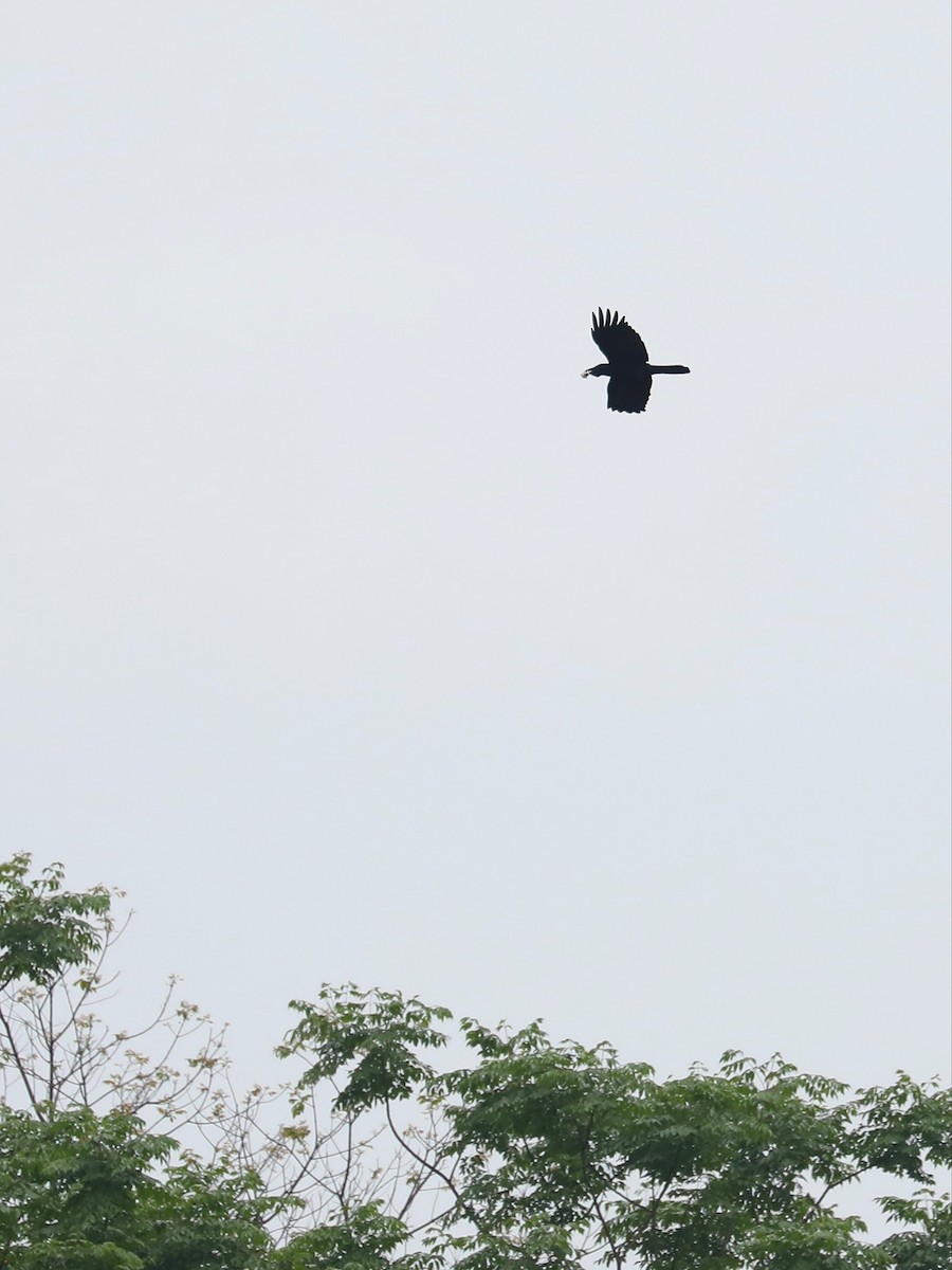 Large-billed Crow - ML566041011