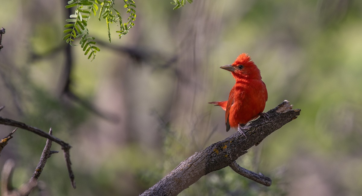 Summer Tanager - ML566042061