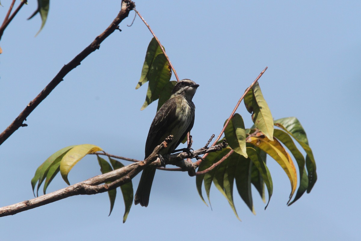 Piratic Flycatcher - ML56604261