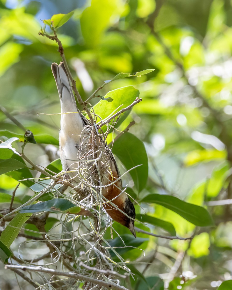 Bay-breasted Warbler - ML566043101