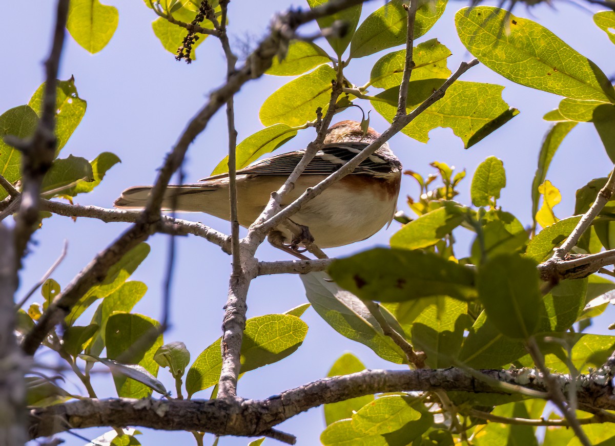Bay-breasted Warbler - ML566043211
