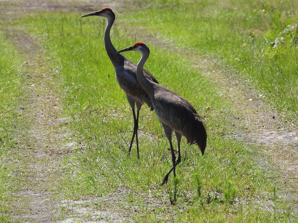 Sandhill Crane - ML566043251