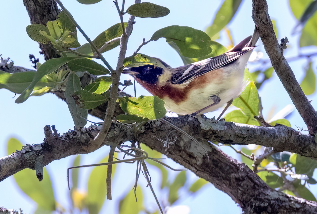 Bay-breasted Warbler - ML566043311