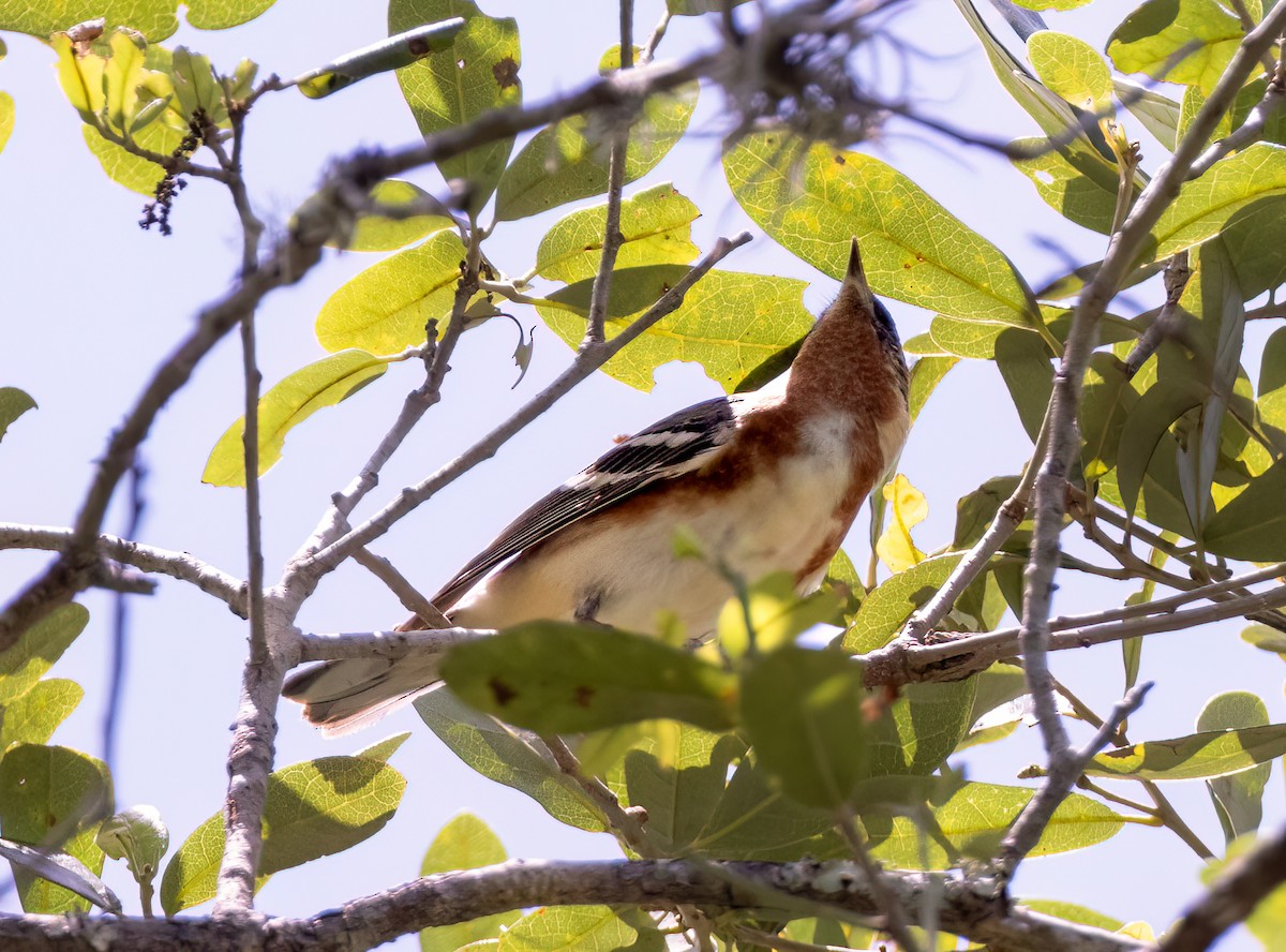 Bay-breasted Warbler - ML566043321