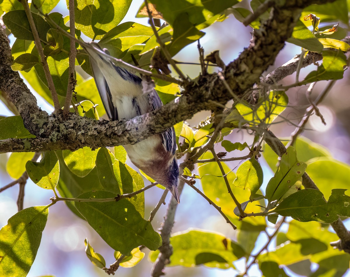 Bay-breasted Warbler - ML566043331