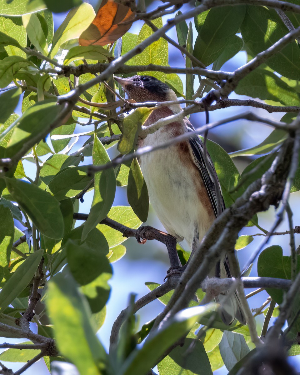 Bay-breasted Warbler - ML566043361