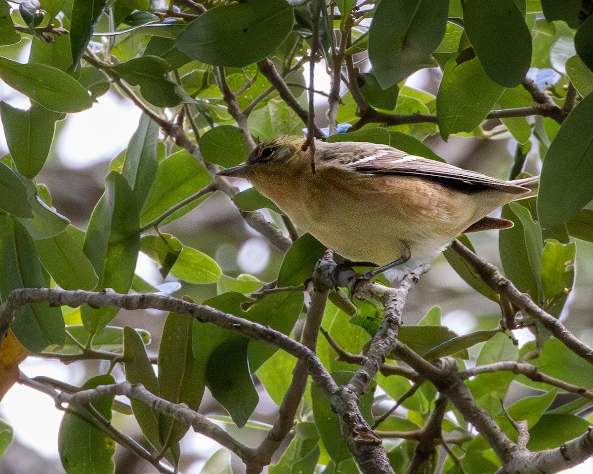 Bay-breasted Warbler - ML566043741