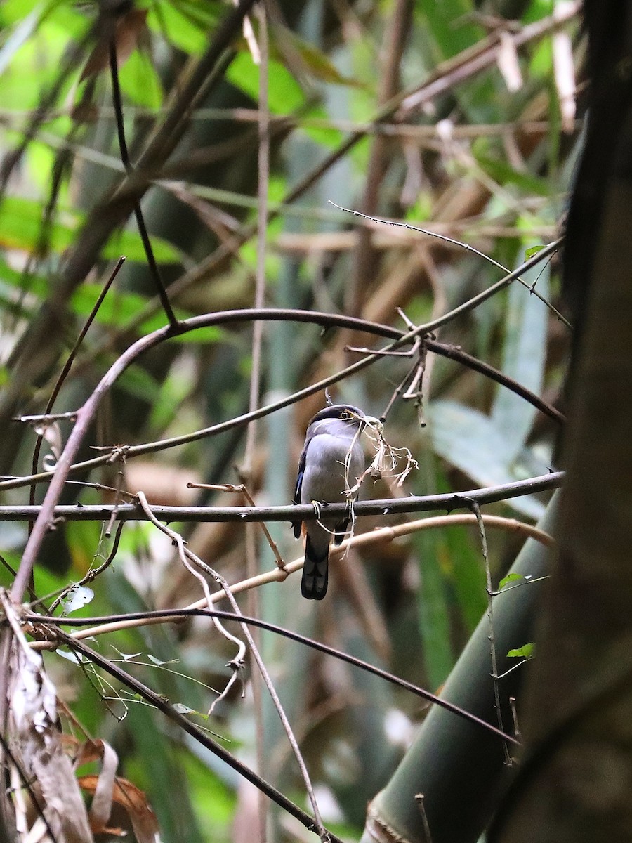 Gray-lored Broadbill - ML566044071