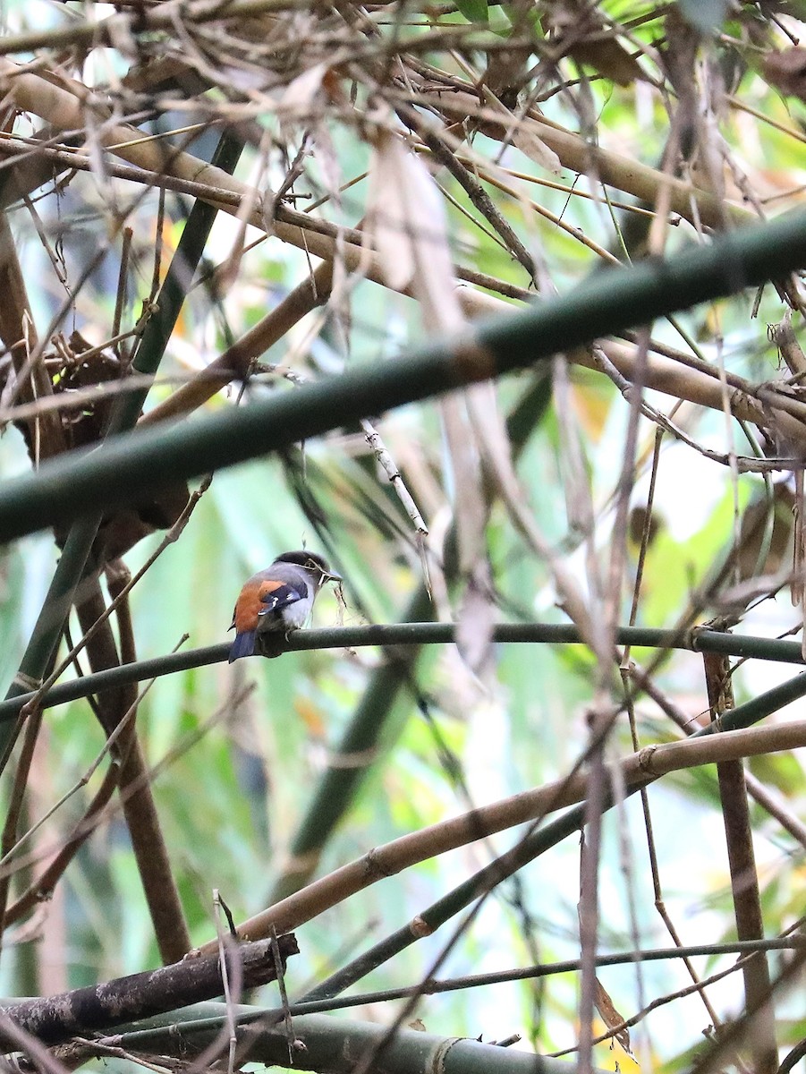 Gray-lored Broadbill - ML566044091