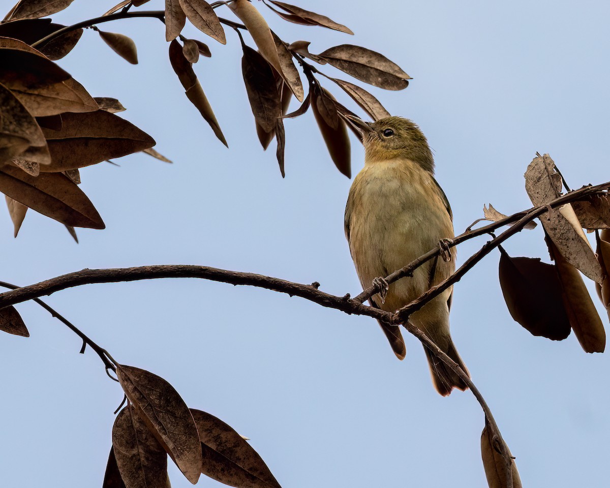 Bay-breasted Warbler - ML566044531