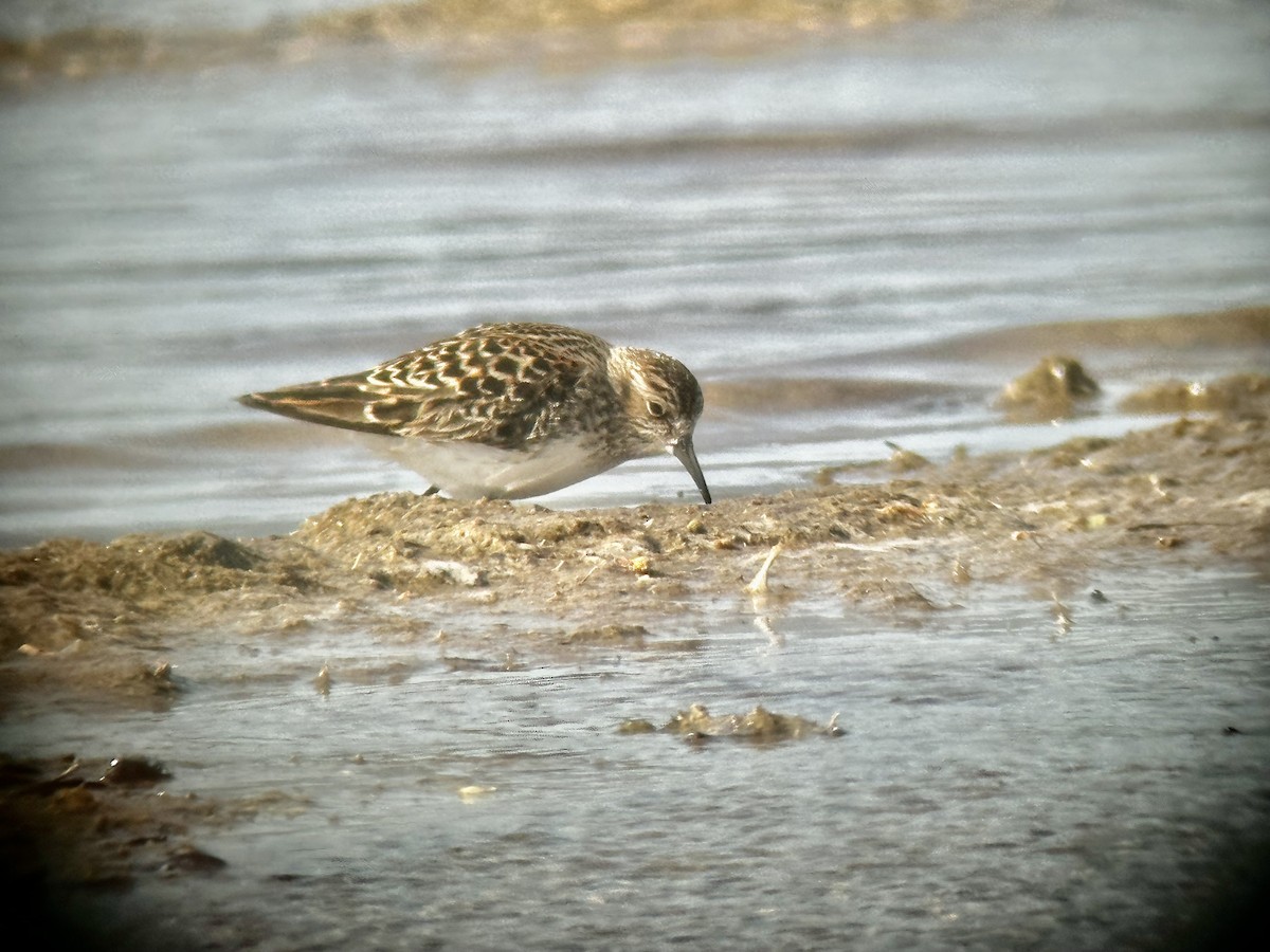 Least Sandpiper - ML566045451