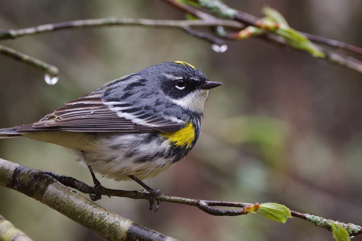 Yellow-rumped Warbler - ML566045721