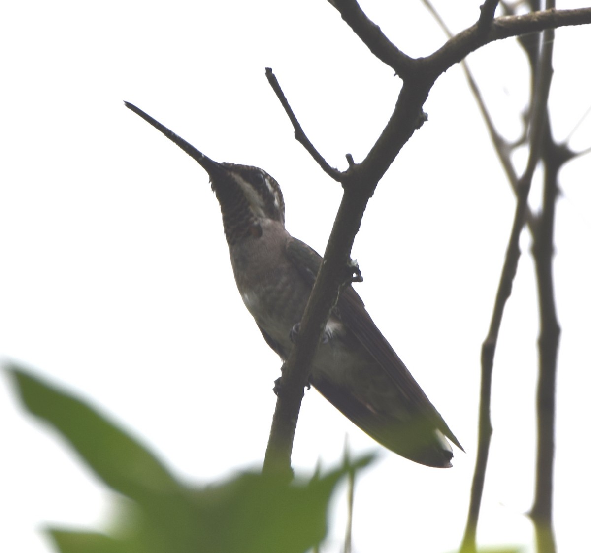 Plain-capped Starthroat - ML566046921