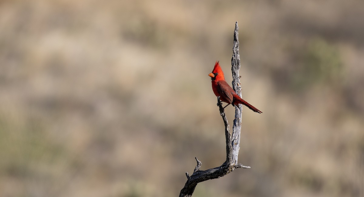 Northern Cardinal - ML566047381