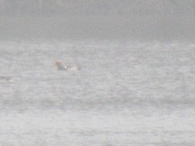 Red-crested Pochard - ML566047821