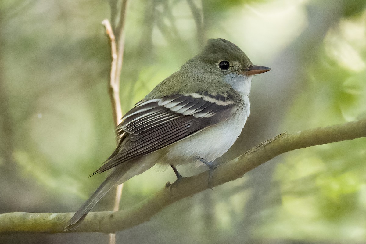 Піві-малюк оливковий - ML566048641